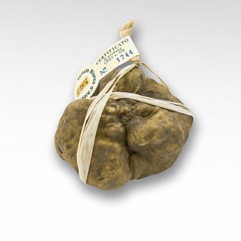 Weißer Trüffel - tuber magnatum pico, Alba Zertifikat, einzeln verpackt, per Gramm