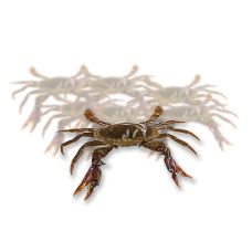 Soft Shell Mangroven Krabben,  Paitoon, TK, 1 kg, 14 St