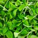 vollgepackt Microgreens Borretsch, ganz junge Blätter / Keimlinge, 50 g