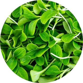 vollgepackt Microgreens Borretsch, ganz junge Blätter / Keimlinge, 50 g
