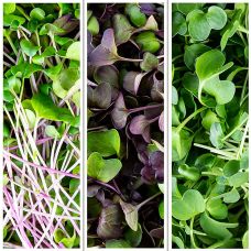 vollgepackt Microgreens MIX Rettich Radieschen, ganz junge Blätter / Keimlinge, 200 g