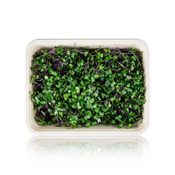 vollgepackt Microgreens Rotkohl, ganz junge Blätter / Keimlinge, 75 g