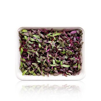 vollgepackt Microgreens Rote Beete, ganz junge Blätter / Keimlinge, 50 g