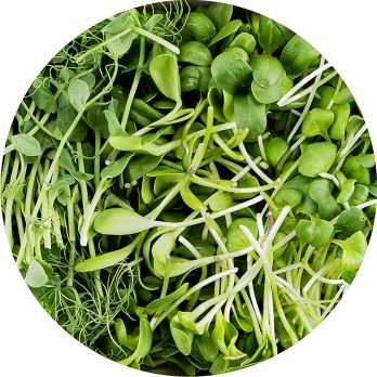 vollgepackt Microgreens MIX MiniGreenBox, 3 Sorten ganz junge Blätter / Keimlinge, 90 g, 3 x 30g