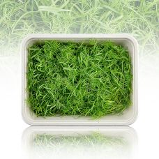 vollgepackt Microgreens Fenchel, frisch, junge Blätter / Keimlinge, 50 g