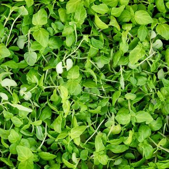 vollgepackt Microgreens ShisoGreens, junge Blätter / Keimlinge, 25 g