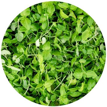 vollgepackt Microgreens ShisoGreens, junge Blätter / Keimlinge, 25 g