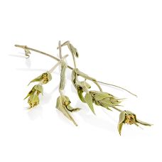 Griechischer Bergtee, Anemos, BIO, 25 g