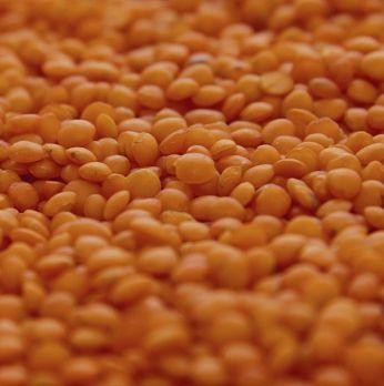 Linsen, rot, BIO, 1 kg