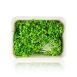 vollgepackt Microgreens Brokkoli, ganz junge Blätter / Keimlinge, 75 g