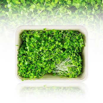 vollgepackt Microgreens Brokkoli, ganz junge Blätter / Keimlinge, 75 g