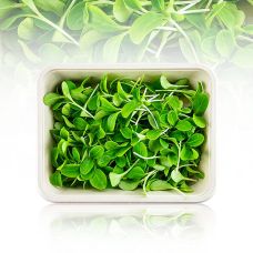 vollgepackt Microgreens Borretsch, ganz junge Blätter / Keimlinge, 50 g