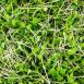 vollgepackt Microgreens Senf, ganz junge Blätter / Keimlinge, 75 g
