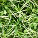 vollgepackt Microgreens Sonnenblume, ganz junge Blätter / Keimlinge, 100 g