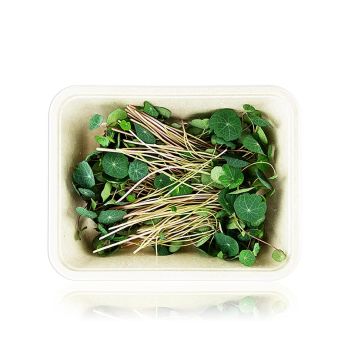 vollgepackt Microgreens KapuzinerGreens, dunkel, ganz junge Blätter / Keimlinge, 50 g