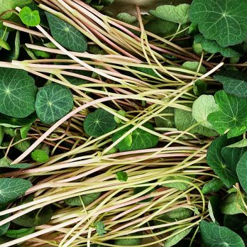 vollgepackt Microgreens KapuzinerGreens, dunkel, ganz junge Blätter / Keimlinge, 50 g