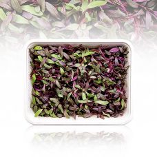 vollgepackt Microgreens Rote Beete, ganz junge Blätter / Keimlinge, 50 g