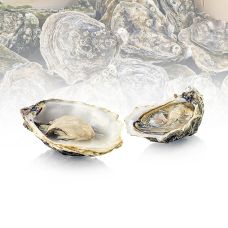 Frische Austern - Carlingford N3 (Crassostrea gigas) ca. 75g (N°3), 12 St