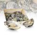 Frische Austern - Carlingford N3 (Crassostrea gigas) ca. 75g (N°3), 12 St