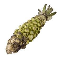 Wasabi, frisch, ganz, Japan, ca.120 g