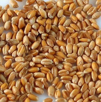 Weizen ganz, BIO, 1 kg