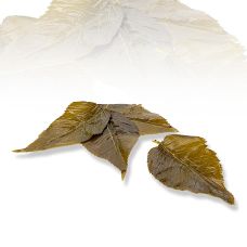 Sakura Kirschblätter, 50 Blatt