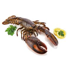 Kanadischer Hummer (HPL), ganz, mit Schale, Hafro, TK, 500 g