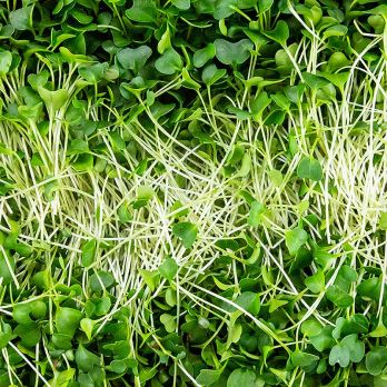 vollgepackt Microgreens Grünkohl, ganz junge Blätter / Keimlinge, 75 g