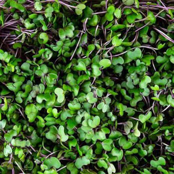 vollgepackt Microgreens Rotkohl, ganz junge Blätter / Keimlinge, 75 g