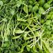 vollgepackt Microgreens MIX MiniGreenBox, 3 Sorten ganz junge Blätter / Keimlinge, 90 g, 3 x 30g