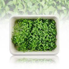 vollgepackt Microgreens Koriander, frisch, junge Blätter / Keimlinge, 50 g