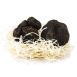 Winter-Edeltrüffel - tuber melanosporum, frisch, Spanien, Nov./März, per Gramm