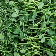 vollgepackt Microgreens Erbsen, ganz junge Blätter / Keimlinge, 100 g