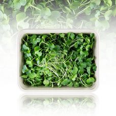 vollgepackt Microgreens Rettich, ganz junge Blätter / Keimlinge, 100 g