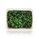 vollgepackt Microgreens Rotkohl, ganz junge Blätter / Keimlinge, 75 g