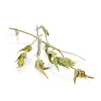 Griechischer Bergtee, Anemos, BIO, 25 g