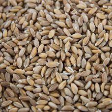 Emmer Weizen (Zweikorn), ganz, BIO, 1 kg