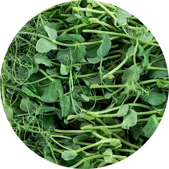 vollgepackt Microgreens Erbsen, ganz junge Blätter / Keimlinge, 100 g