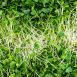 vollgepackt Microgreens Grünkohl, ganz junge Blätter / Keimlinge, 75 g