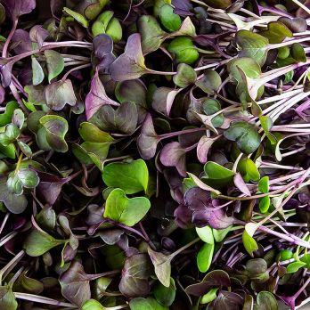 vollgepackt Microgreens Radieschen Rot, ganz junge Blätter / Keimlinge, 100 g