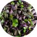vollgepackt Microgreens Radieschen Rot, ganz junge Blätter / Keimlinge, 100 g