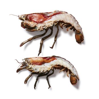 Kanadischer Hummer HPL, Halbierter Hummer mit Schale & Schere, TK, 400 g, 2 tlg.