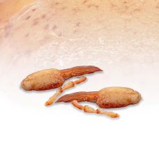 Hummerfleisch, roh, Scheren & Armfleisch, Homarus americanus, TK, 454 g