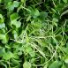 vollgepackt Microgreens Rettich, ganz junge Blätter / Keimlinge, 100 g