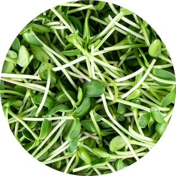 vollgepackt Microgreens Sonnenblume, ganz junge Blätter / Keimlinge, 100 g