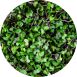 vollgepackt Microgreens Rotkohl, ganz junge Blätter / Keimlinge, 75 g