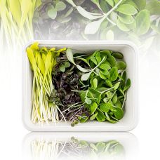 vollgepackt Microgreens MIX MiniColorBox, 3 Sorten ganz junge Blätter / Keimlinge, 90 g, 3 x 30g