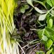 vollgepackt Microgreens MIX MiniColorBox, 3 Sorten ganz junge Blätter / Keimlinge, 90 g, 3 x 30g