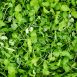 vollgepackt Microgreens ShisoGreens, junge Blätter / Keimlinge, 25 g