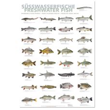 Port Culinaire - Küchenposter Süßwasserfische (59,4 x 84cm), 1 St